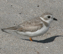 Piping Plover nonbreeding